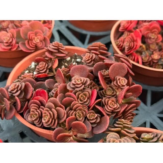 三寸盆 高加索景天 多肉植物 現貨