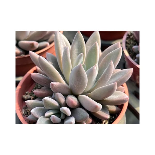 三吋盆 軟糖 多肉植物 現貨