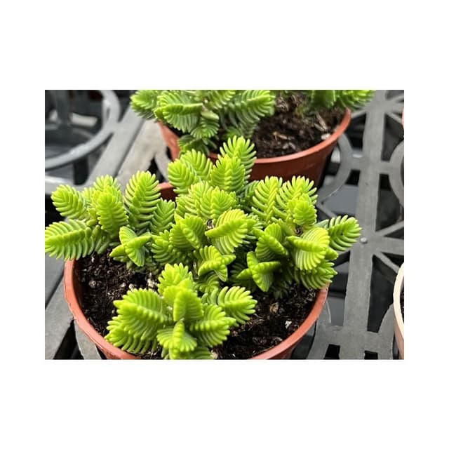 青鎖龍 三寸盆 多肉植物 現貨