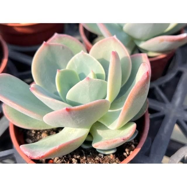 三吋盆 德鳳 多肉植物 現貨