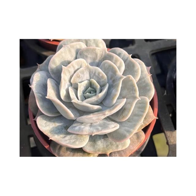 三吋盆 AK魔法球 多肉植物 現貨