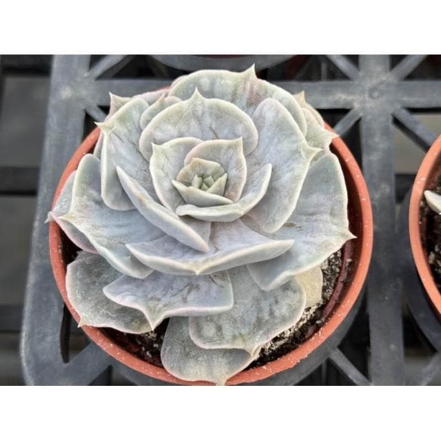 三吋盆 AK魔法球 多肉植物 現貨
