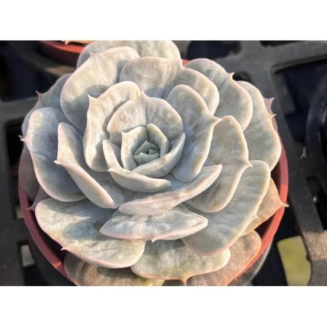 三吋盆 AK魔法球 多肉植物 現貨
