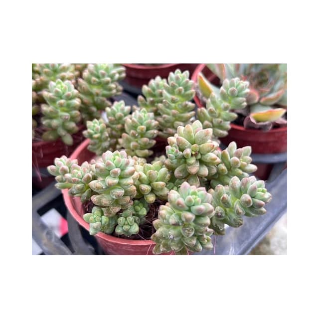 三寸盆 白石 多肉植物 現貨