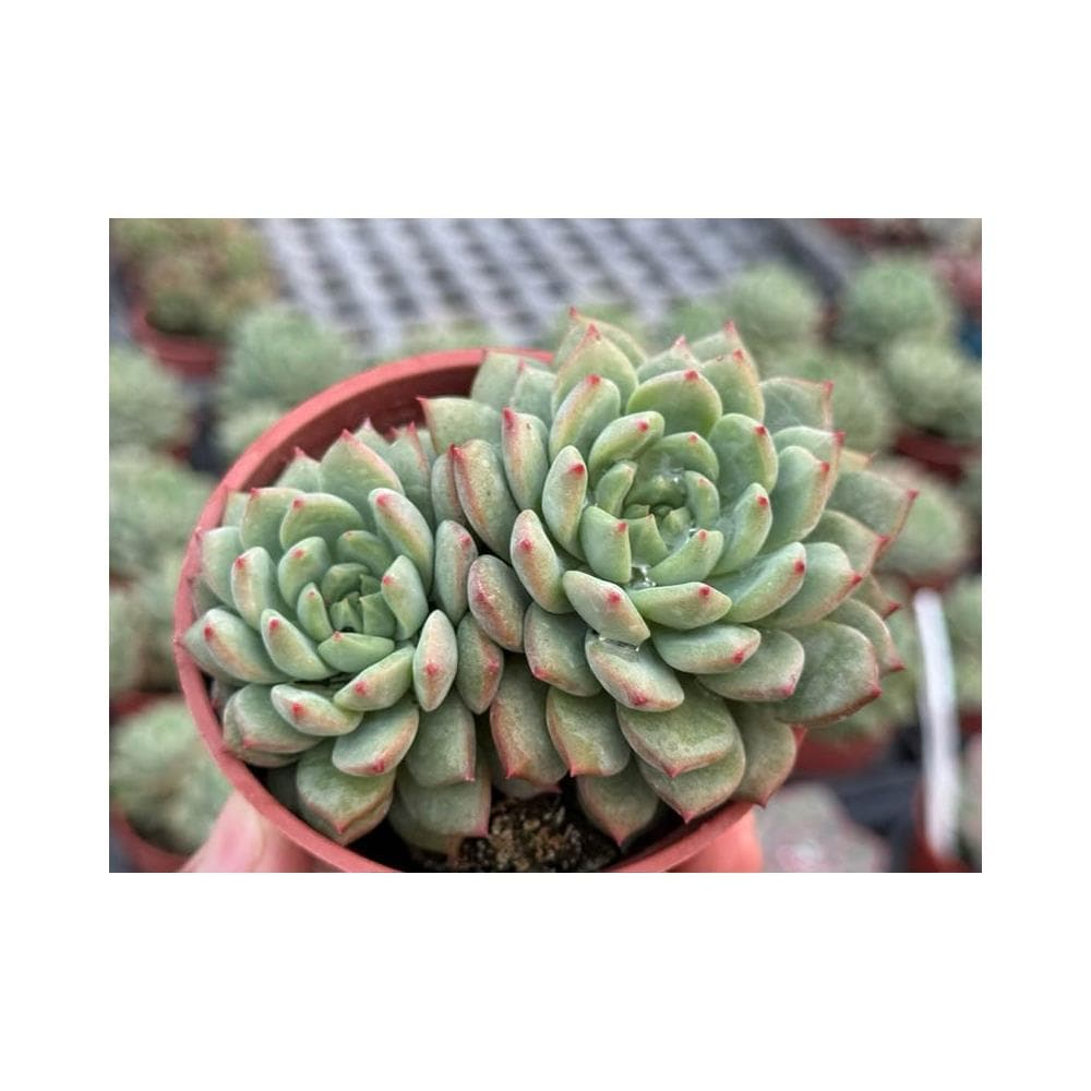 三吋盆 思嘉麗 多肉植物 現貨