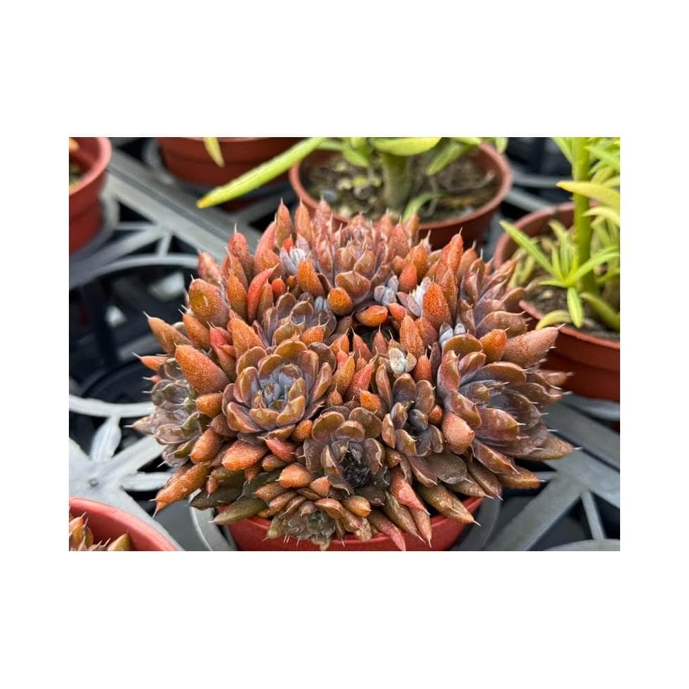 三寸盆 黑瓦松 多肉植物 現貨
