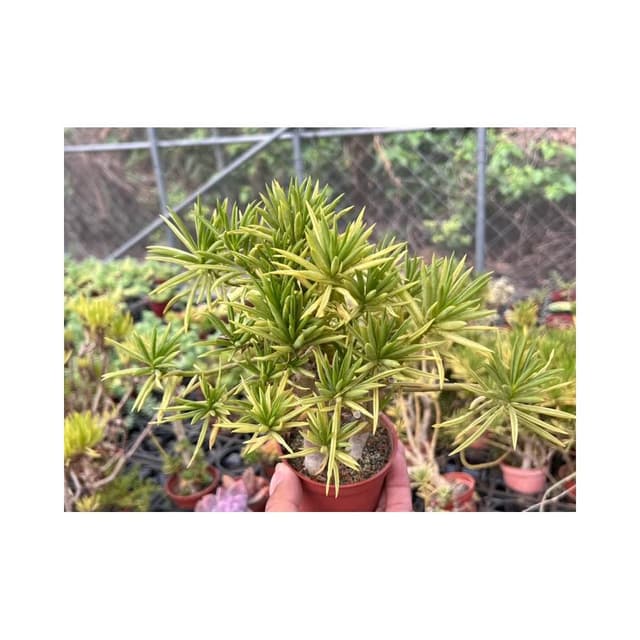 三寸盆 細葉椒草 多肉植物 現貨