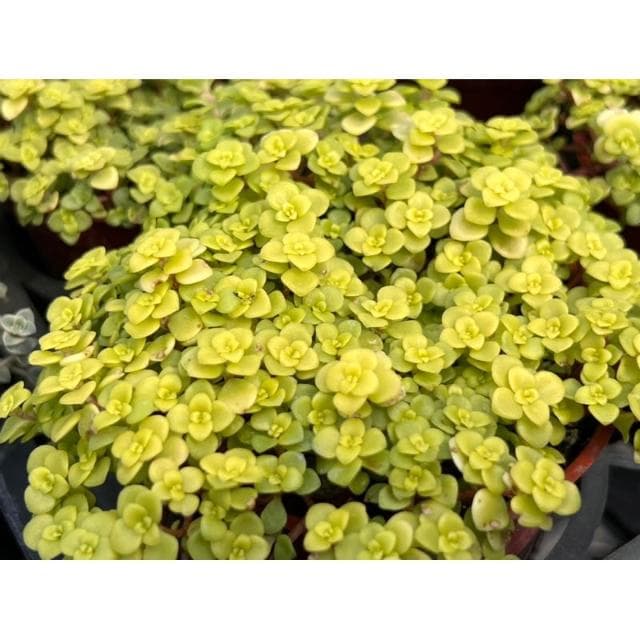 三寸盆 圓葉黃金景天 多肉植物 現貨