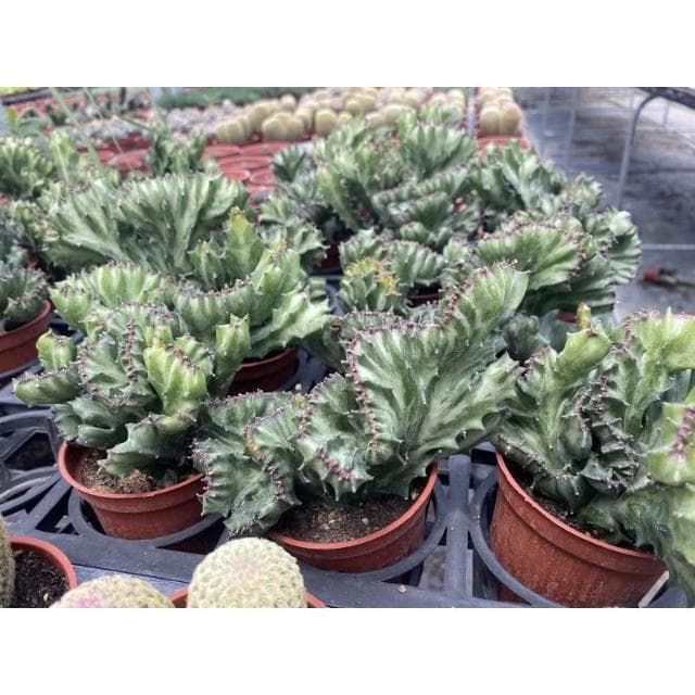 三吋盆 春峰 仙人掌植物 現貨