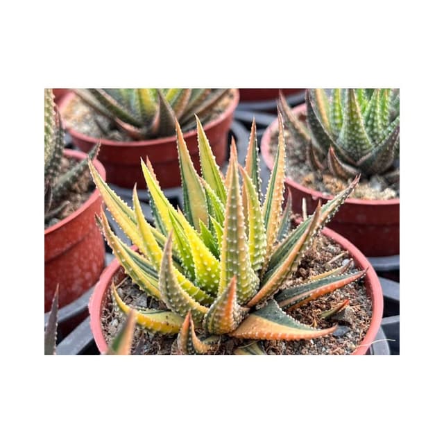 三寸盆 十二之卷錦 白斑/黃斑 多肉植物 現貨