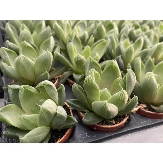 一寸盆 草玉露 多肉植物 現貨