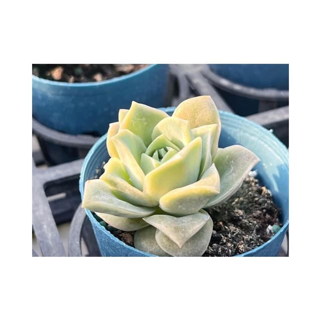 三吋盆 可愛玫瑰 多肉植物 現貨