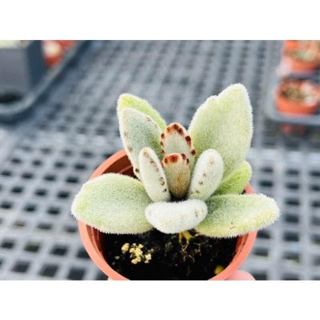 兩寸盆 雪白兔 多肉植物 現貨