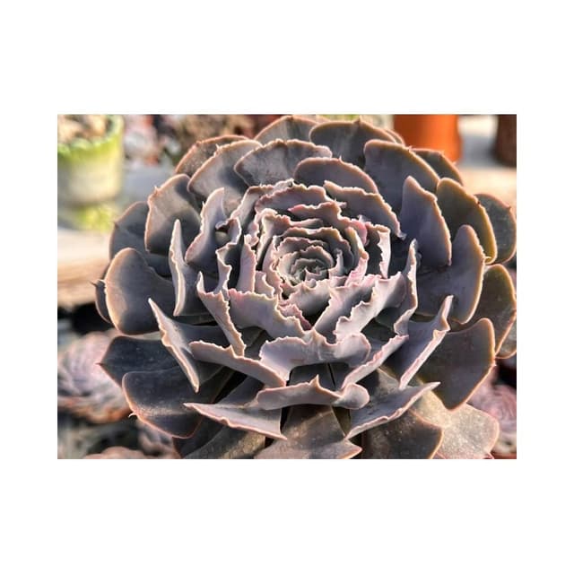 三寸盆 紫蝶 兩年爆盆 多肉植物 現貨