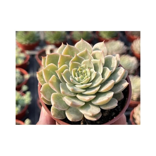 三寸盆 瑪格麗特 多肉植物 現貨