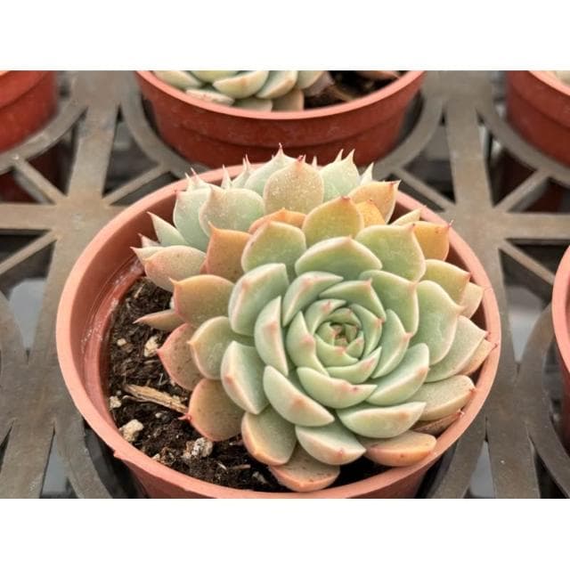 三寸盆 瑪格麗特 多肉植物 現貨