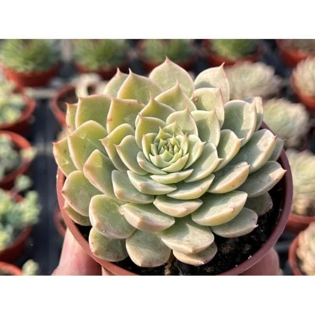 三寸盆 瑪格麗特 多肉植物 現貨