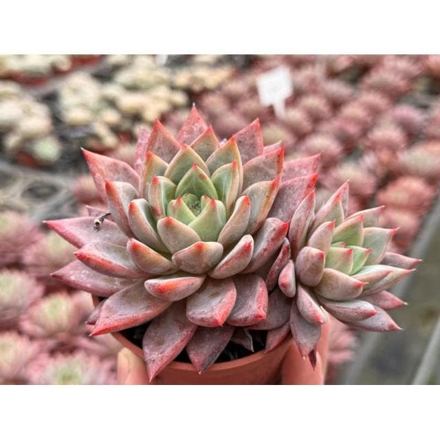 三吋盆 蜜桃 多肉植物 現貨