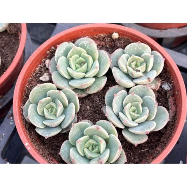 一吋盆 錦牡丹 多肉植物 現貨
