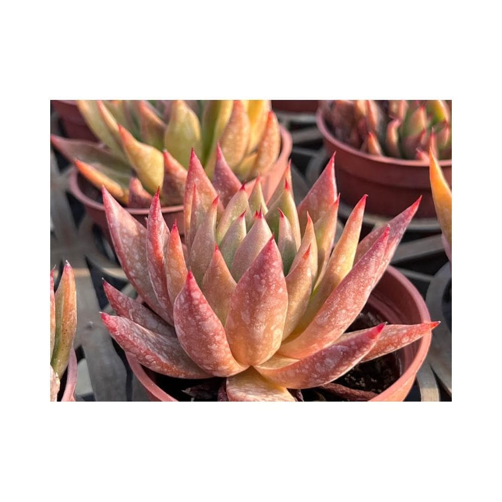 三吋盆 聖者騎兵 多肉植物 現貨