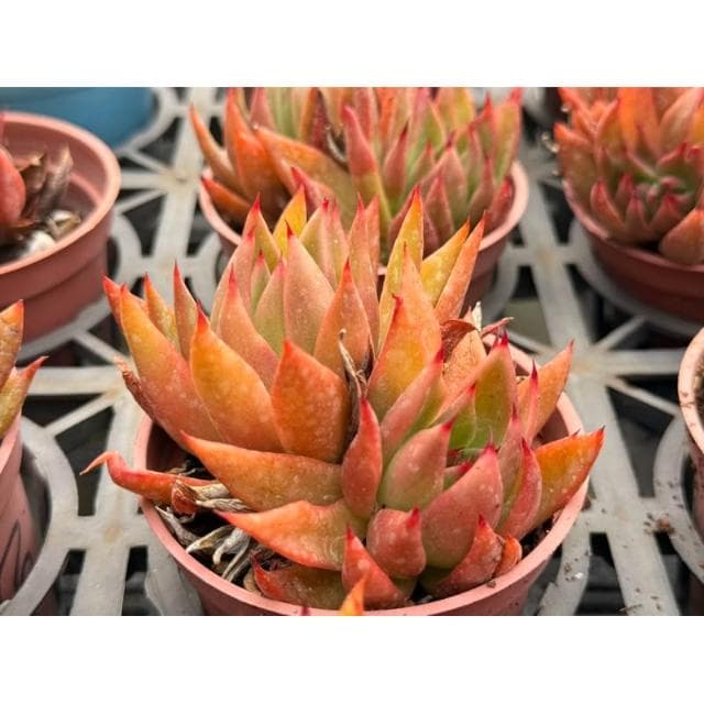 三吋盆 聖者騎兵 多肉植物 現貨