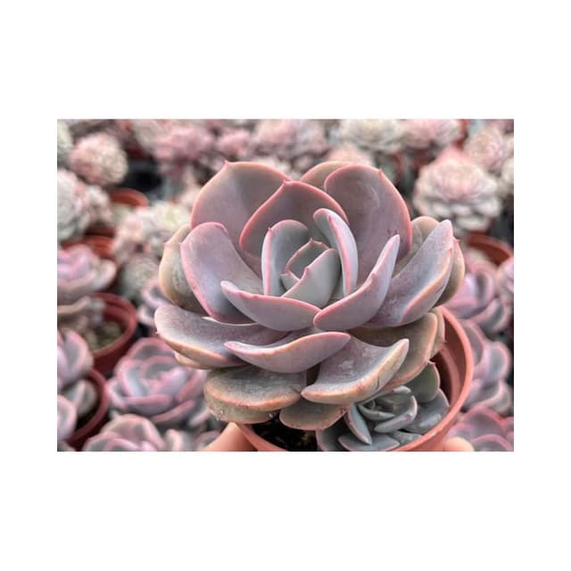 三寸盆 紅塵玫瑰/小老樁 多肉植物 現貨