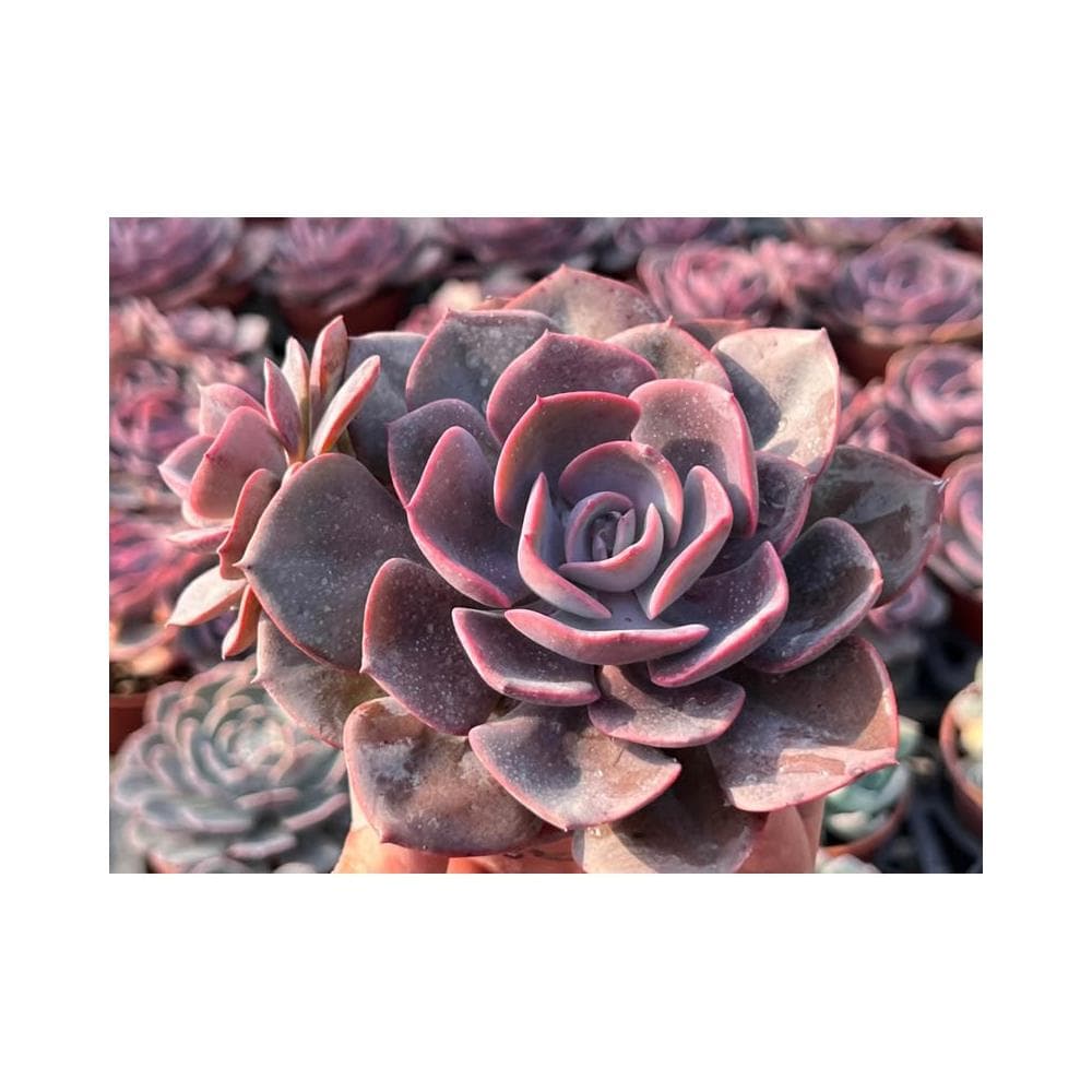 三寸盆 紅塵玫瑰 多肉植物 現貨