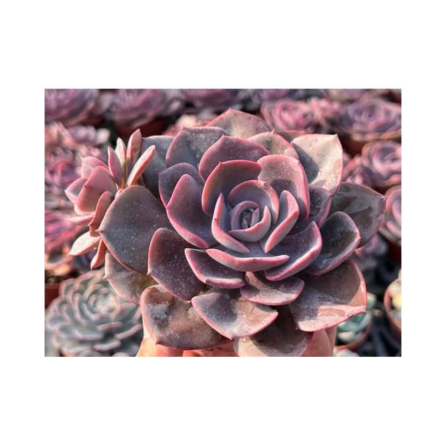三寸盆 紅塵玫瑰 多肉植物 現貨