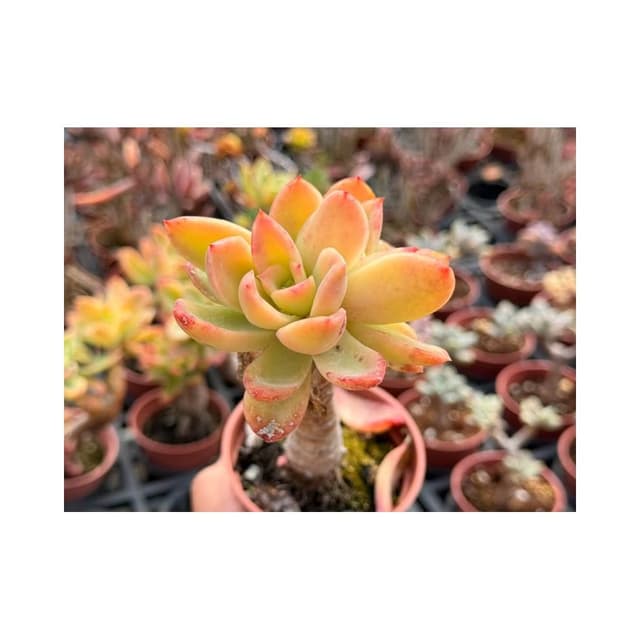 三寸盆 金色光輝 多肉植物 現貨
