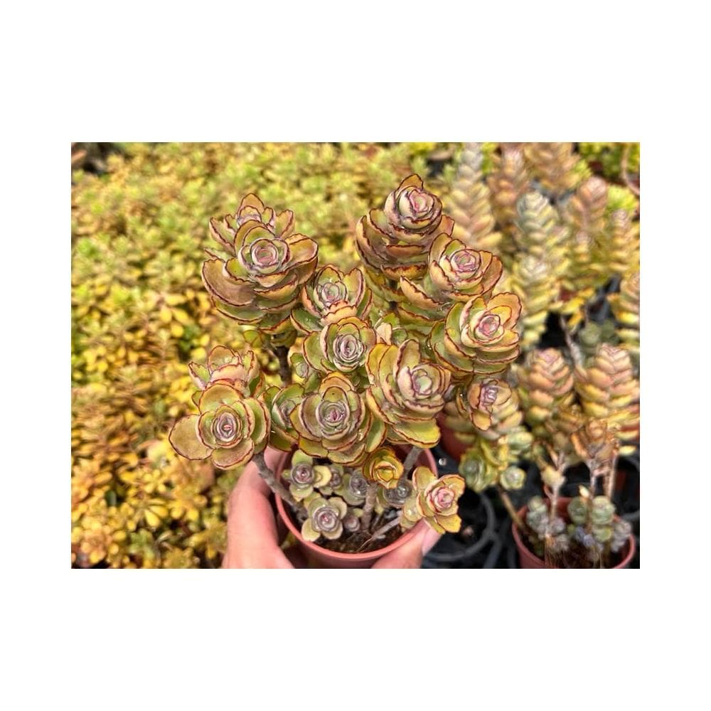 三寸盆 翩蝶之舞 多肉植物 現貨