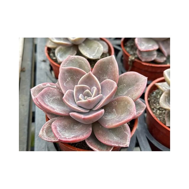 三寸盆 大盃宴 多肉植物 現貨