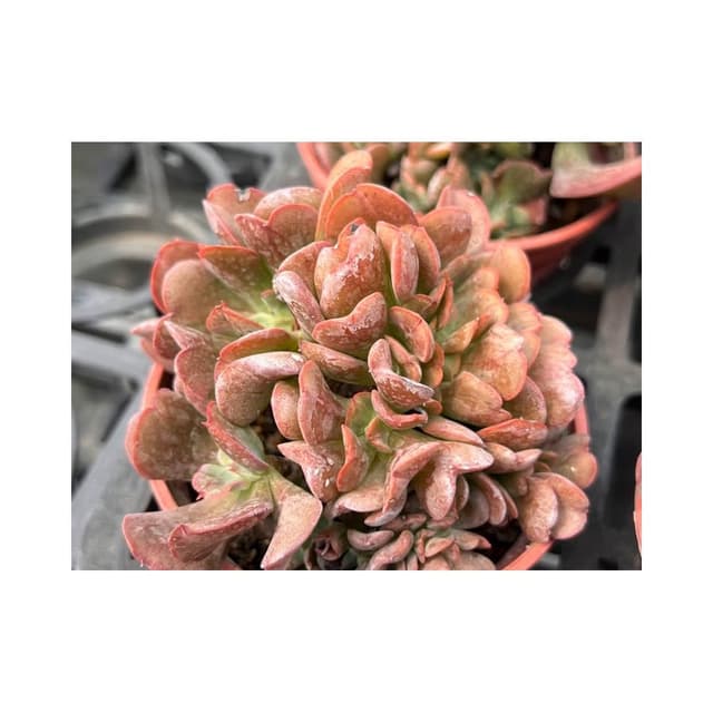 三寸盆 暗黑力量 多肉植物 現貨