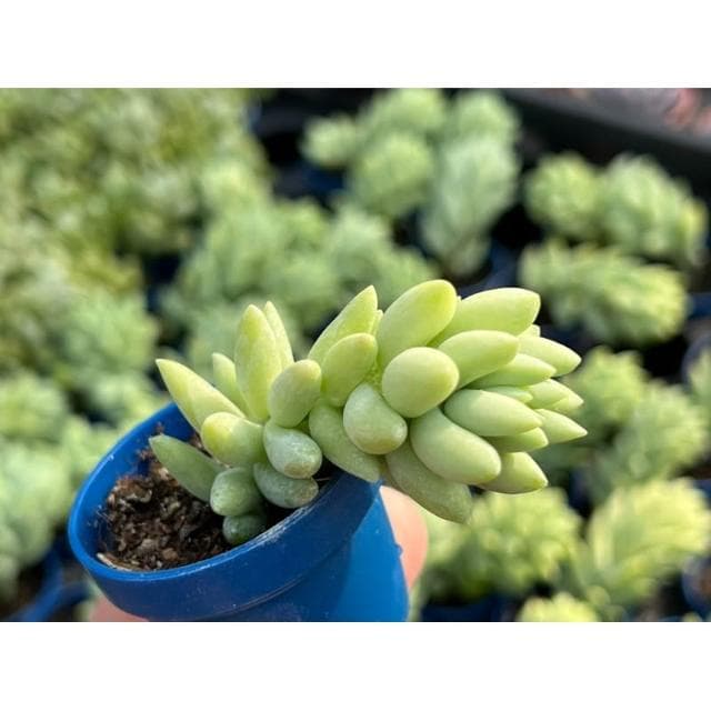 一寸盆 大玉串 多肉植物 現貨