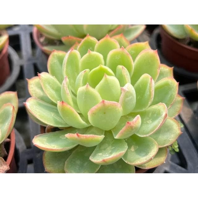 三寸盆 情願 多肉植物 現貨
