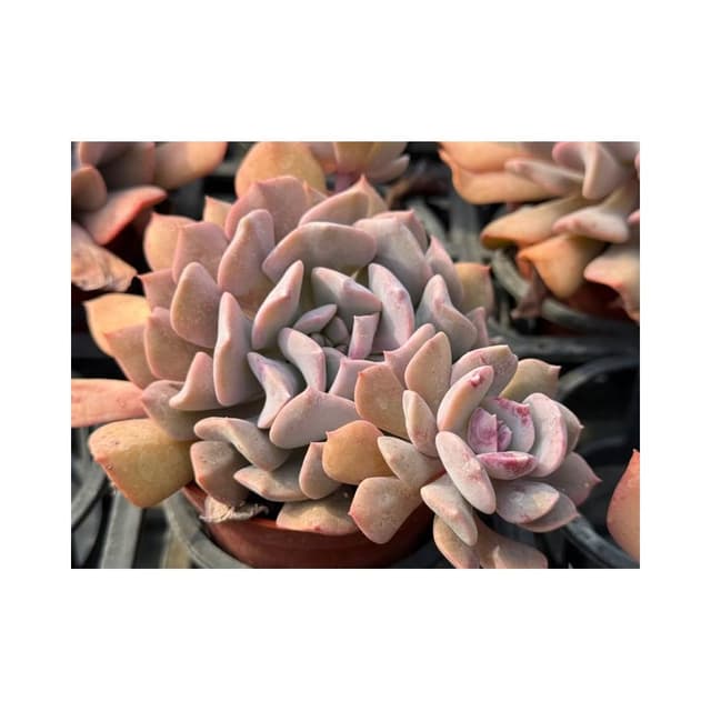 三吋盆 粉紅雪特 多肉植物 現貨