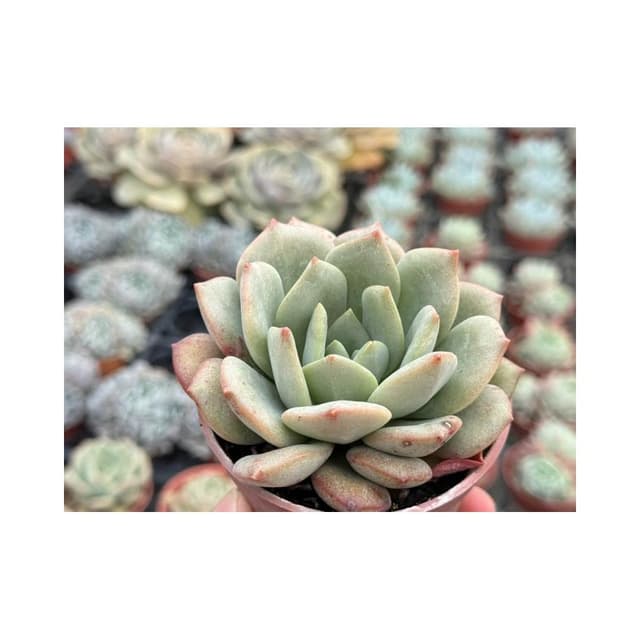 三寸盆 摩氏香檳 多肉植物 現貨
