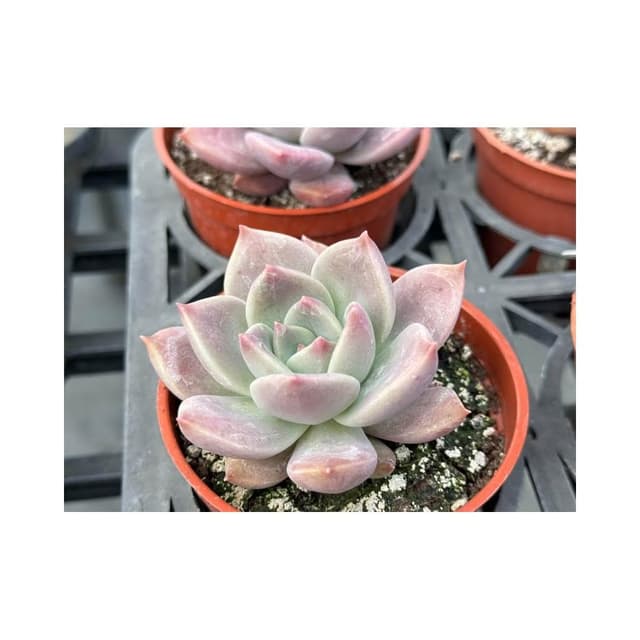 三吋盆 羅賓交藍鳥 多肉植物 現貨