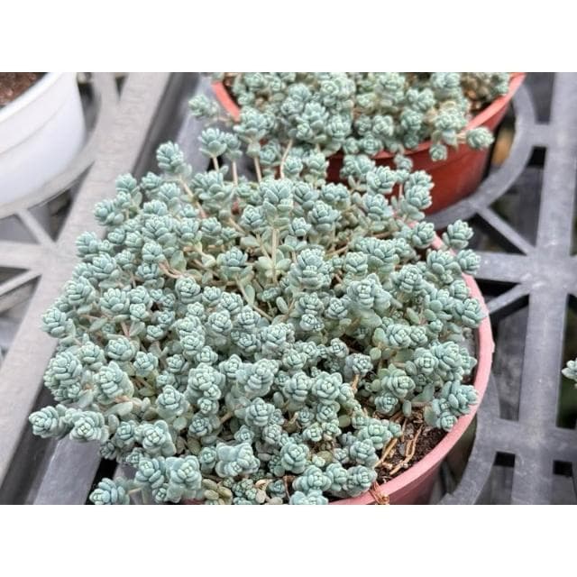 三寸盆 小姬星 多肉植物 現貨