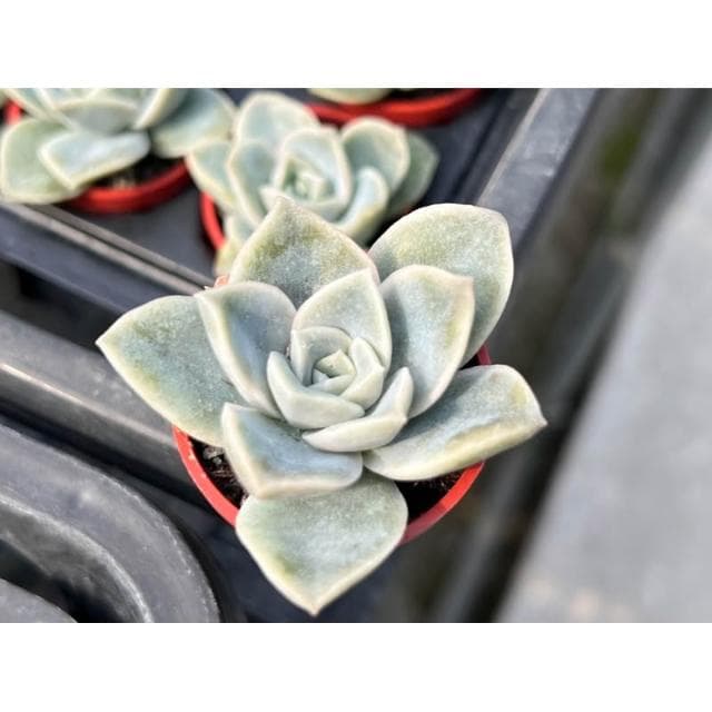 可愛玫瑰 一寸盆 多肉植物 現貨