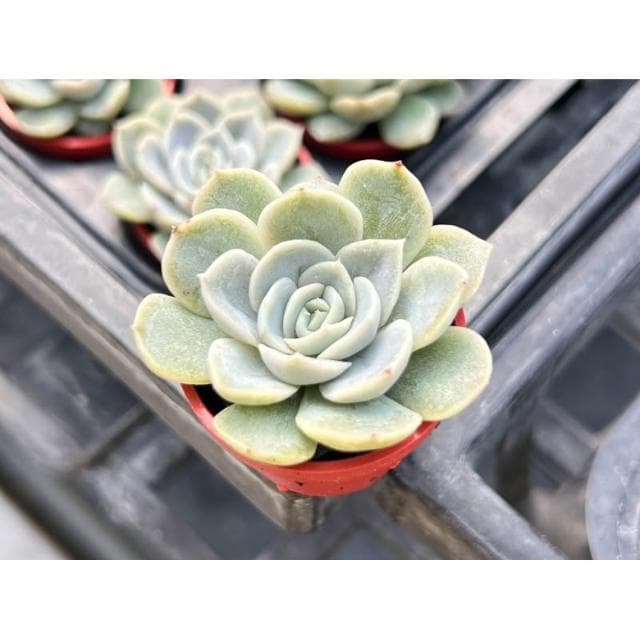 一寸盆 雪球 多肉植物 現貨