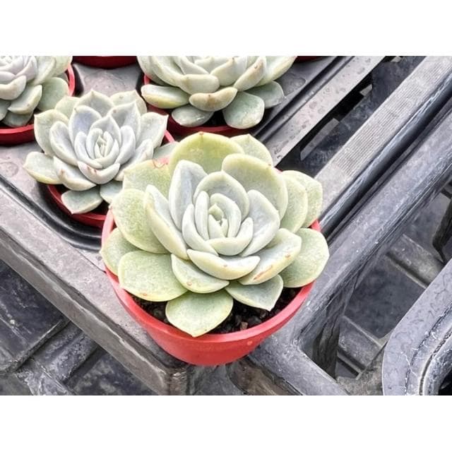 一寸盆 雪球 多肉植物 現貨
