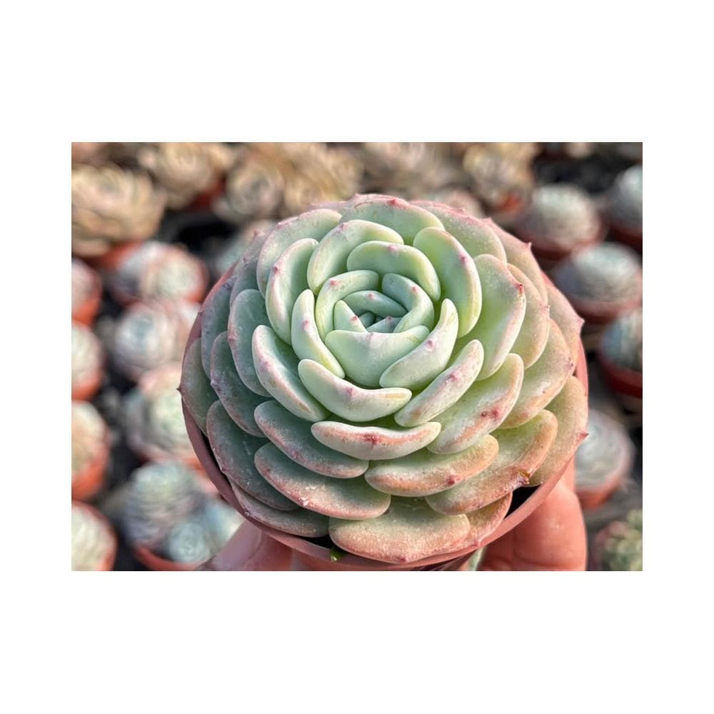 三寸盆 萬寶龍 多肉植物 現貨