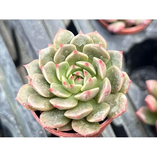 一寸盆 奧利維亞 多肉植物 現貨