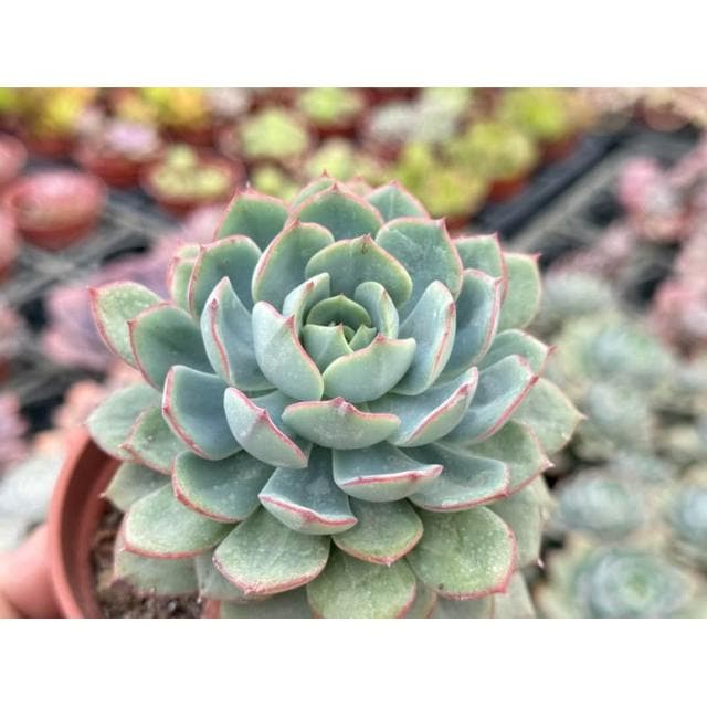 三吋盆 雷神 多肉植物 現貨