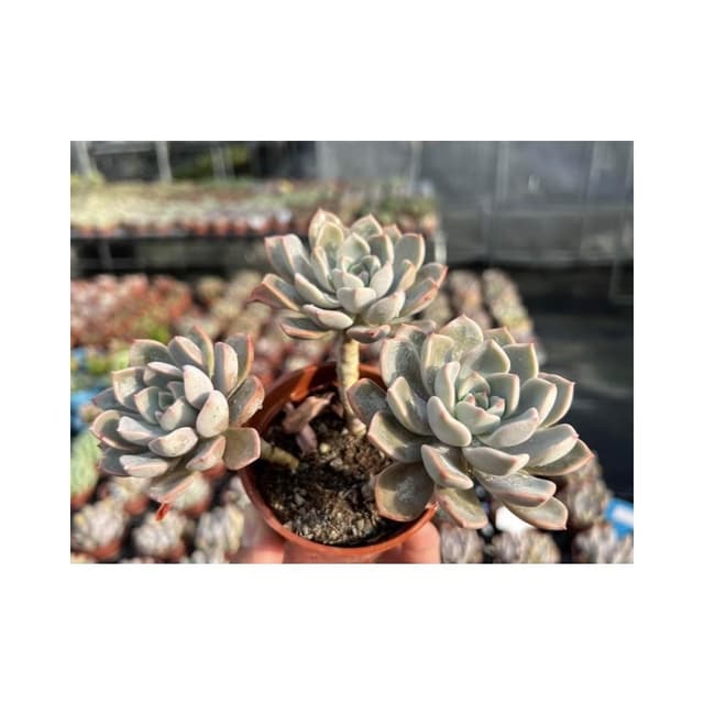 三寸盆 粉紅佳人/高幹老欉 多肉植物 現貨