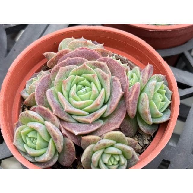 三寸盆 硬玉 多肉植物 現貨