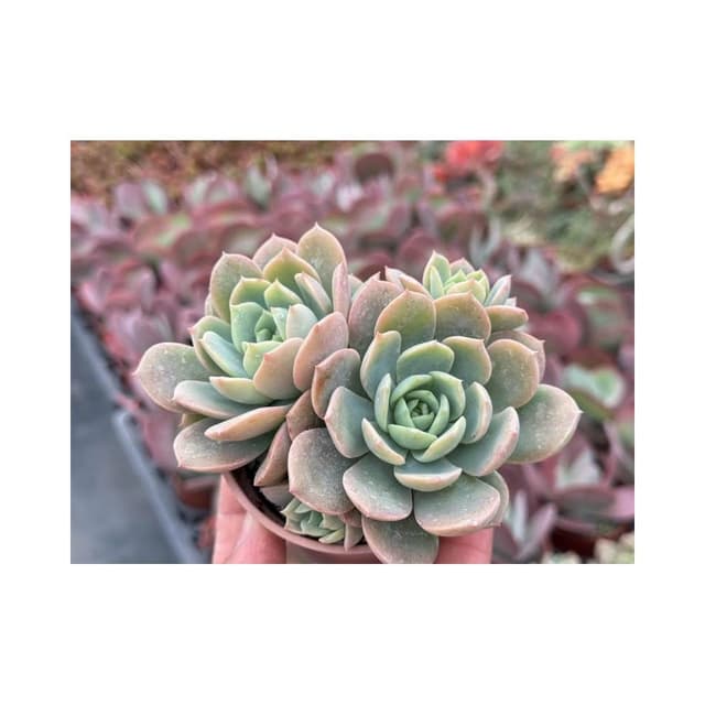 三寸盆 翡翠玉（硬玉交種）多肉植物 現貨