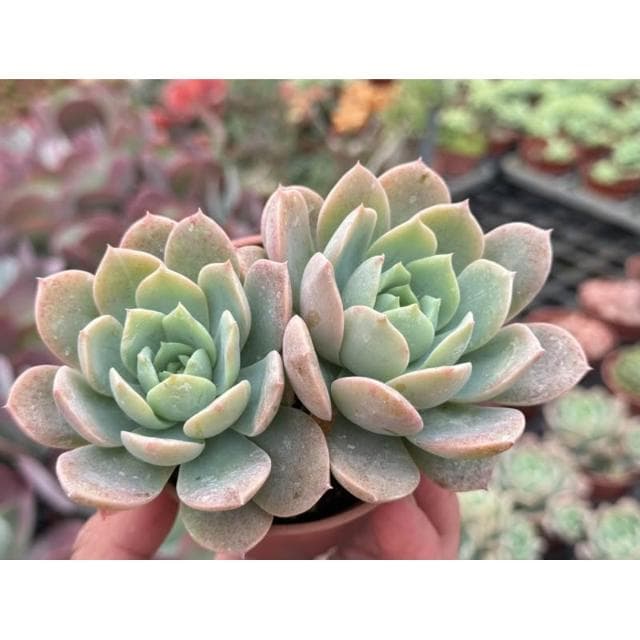 三寸盆 翡翠玉（硬玉交種）多肉植物 現貨