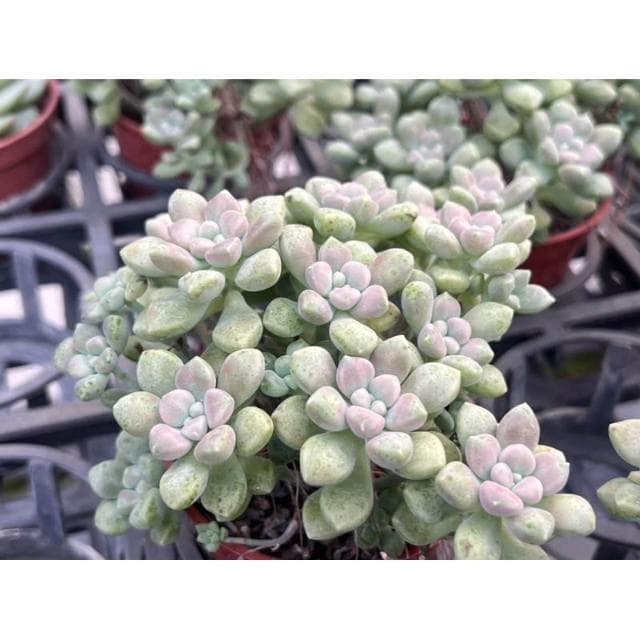 三寸盆 丸葉珍珠姬秋麗 多肉植物 現貨