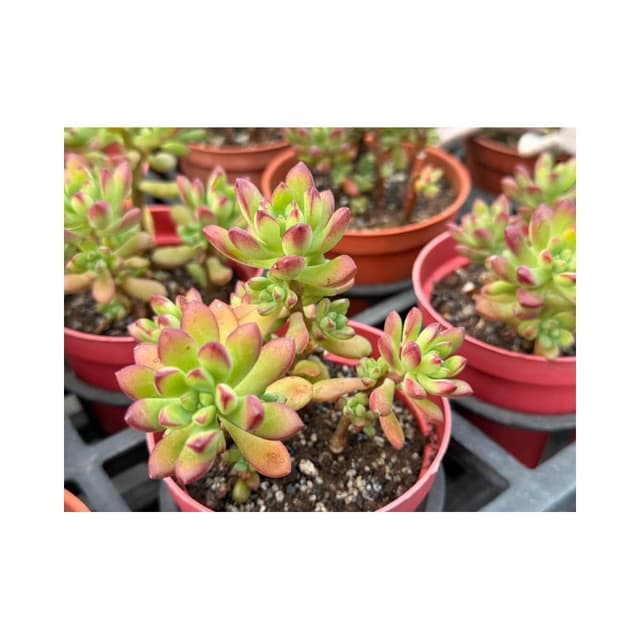 三吋盆 紅稚兒 露養 多肉植物 現貨